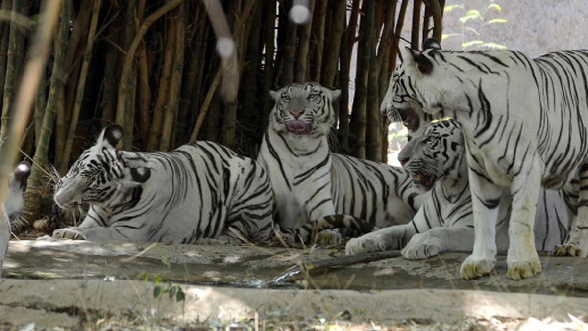 Vandalur zoo gears up for Pongal holidays - The Hindu