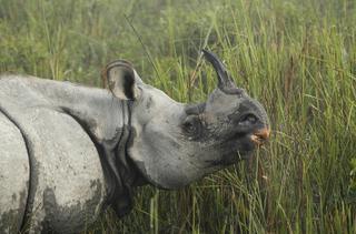 Horn Please! Rhino on the horizon - The Hindu