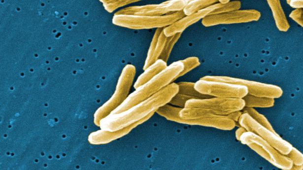 at-last-hideout-of-dormant-tb-bacteria-found-the-hindu