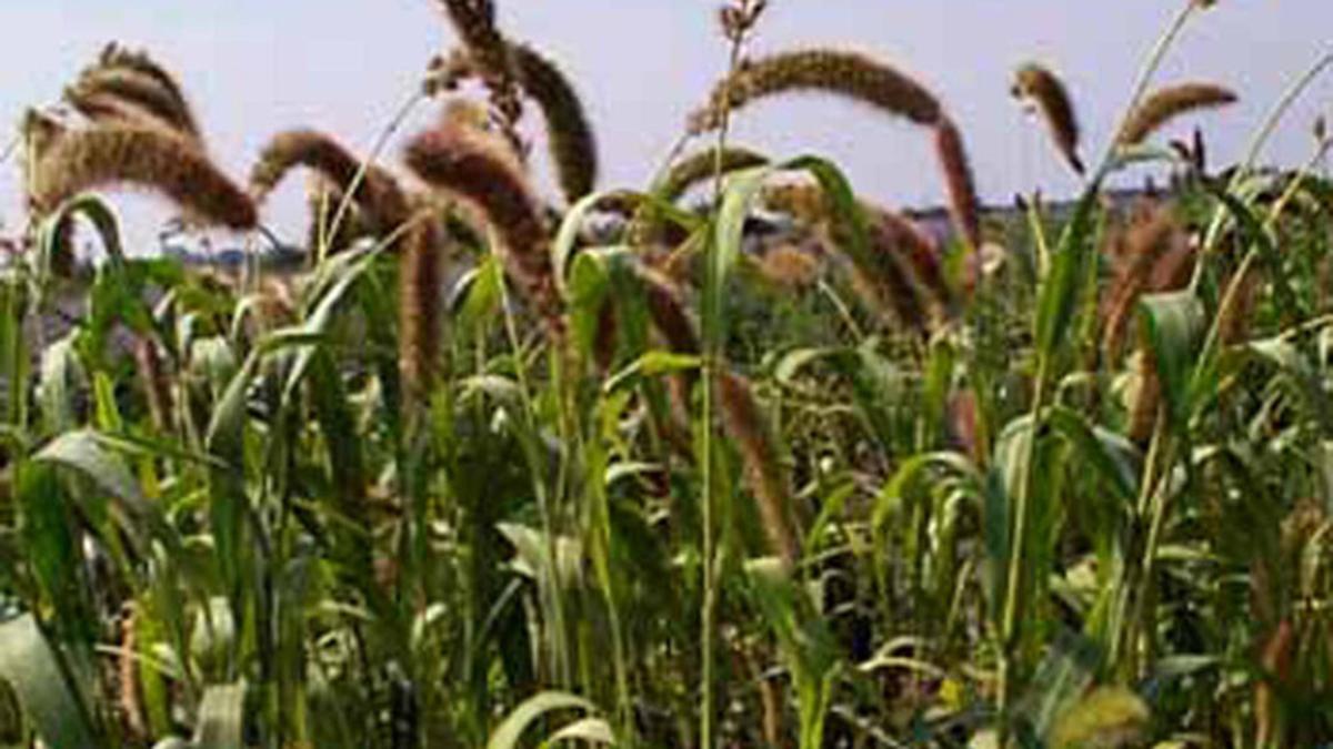 Foxtail millet good for diabetes patients The Hindu