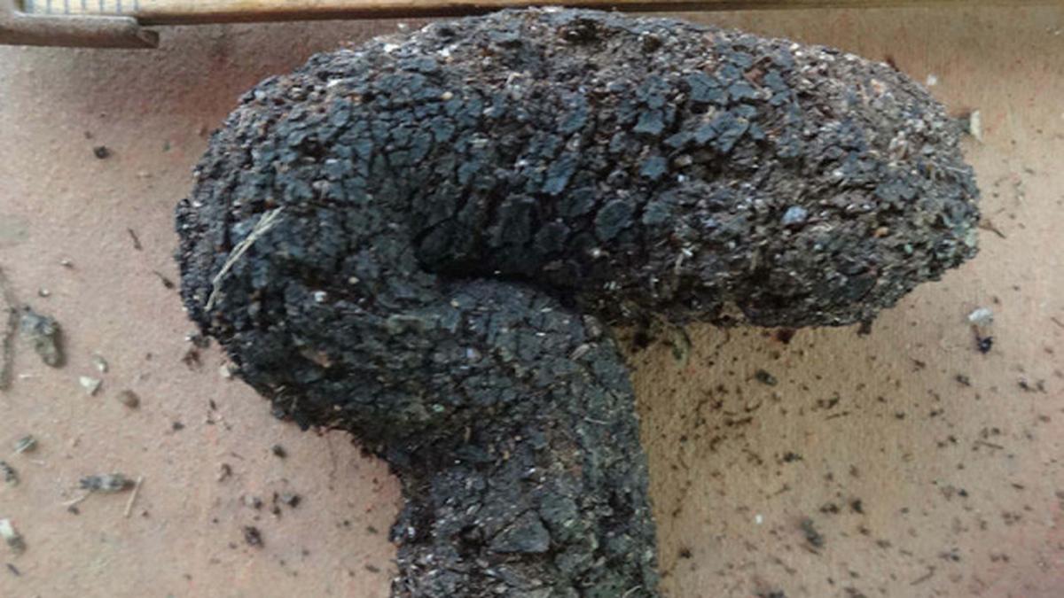 A poop puzzle The Hindu