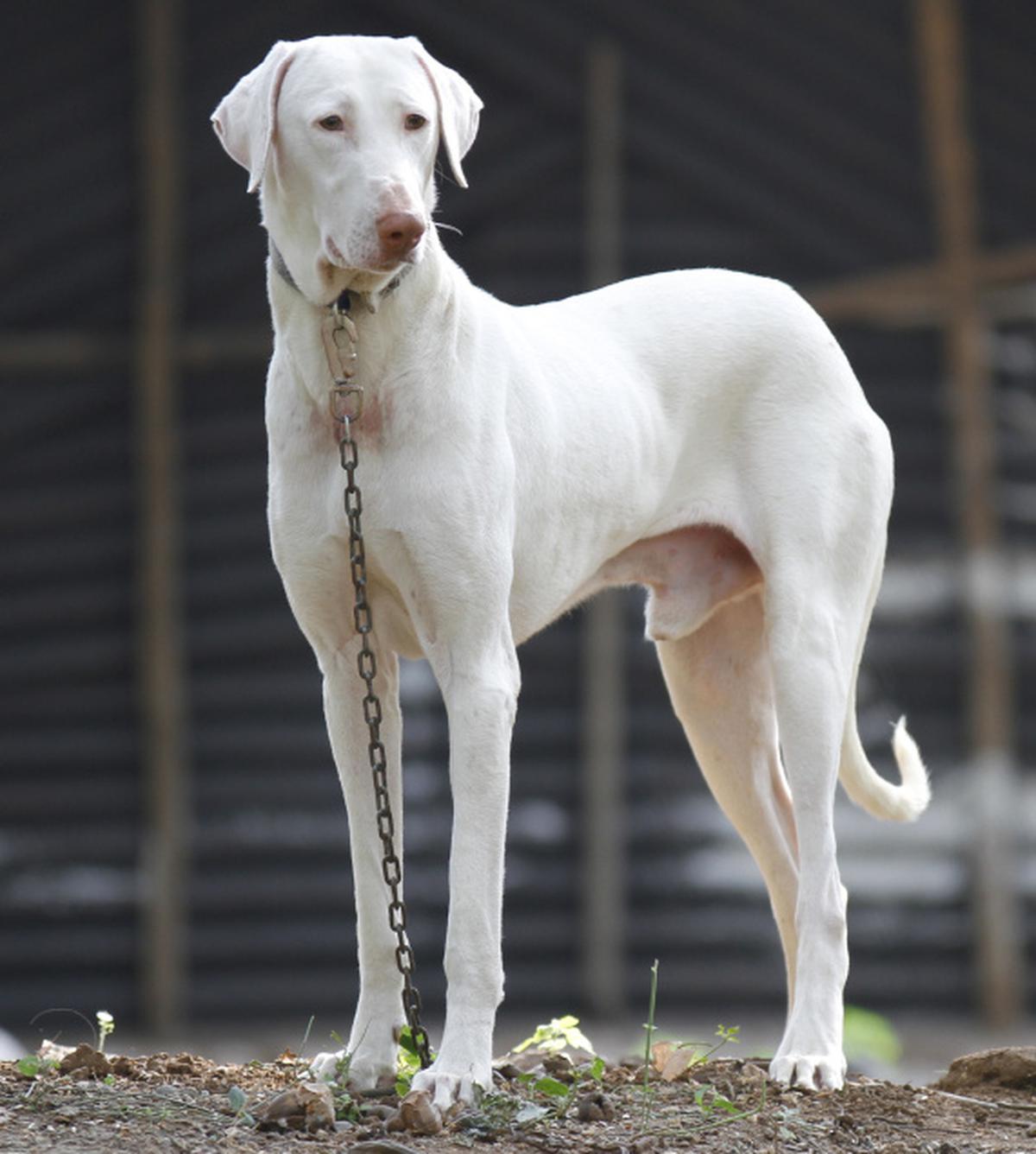 Rajapalayam dog sale cost