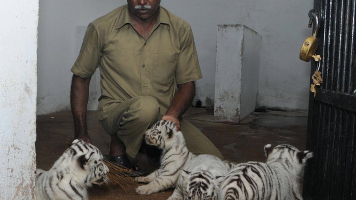 White tiger cubs await Tamil names - The Hindu