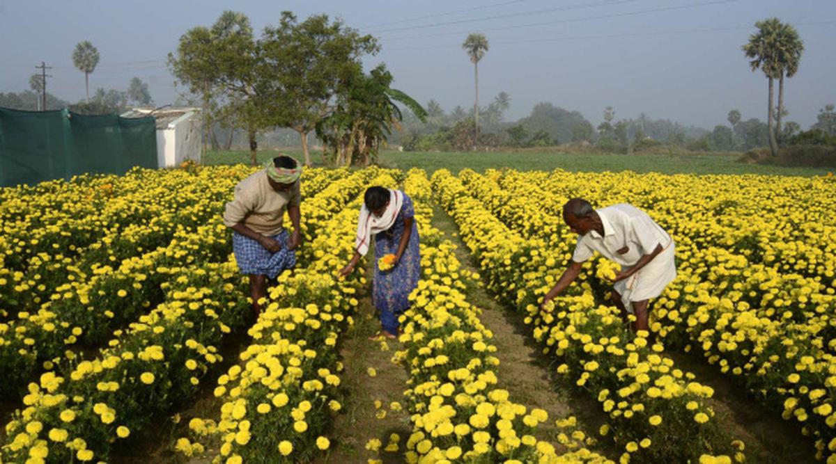 Jasmine Flower Farm In Karnataka | Best Flower Site