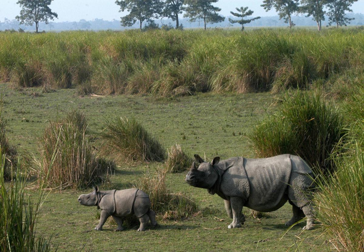 Horn Please! Rhino on the horizon - The Hindu
