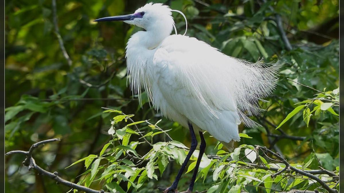 birds-attract-visitors-to-croc-bank-the-hindu