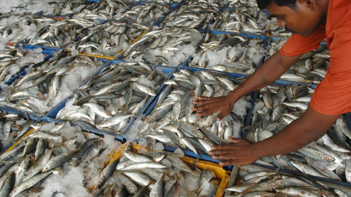 Mackerel, sardine and anchovy catch dips The Hindu