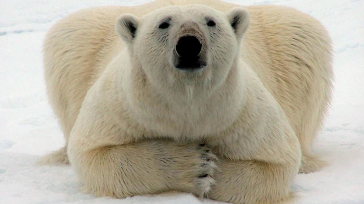 ‘Polar bears could be extinct in 25 years’ The Hindu