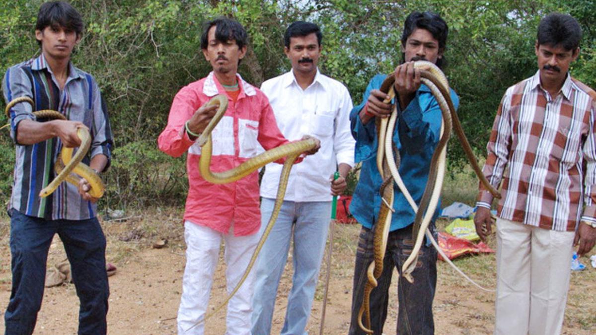 Over 15 snakes rescued in Coimbatore - The Hindu