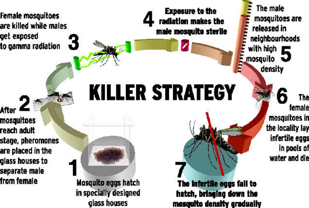 Chennai Corporation’s new plan grow mosquitoes to kill mosquitoes