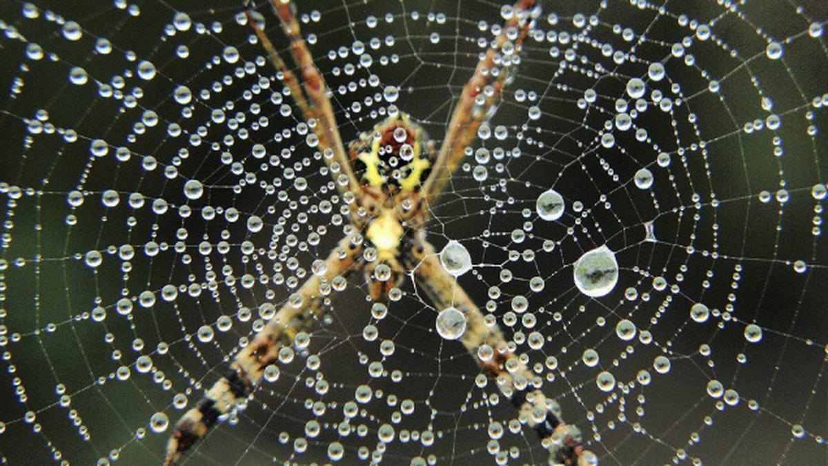 Scientists discover 33 new spider species The Hindu