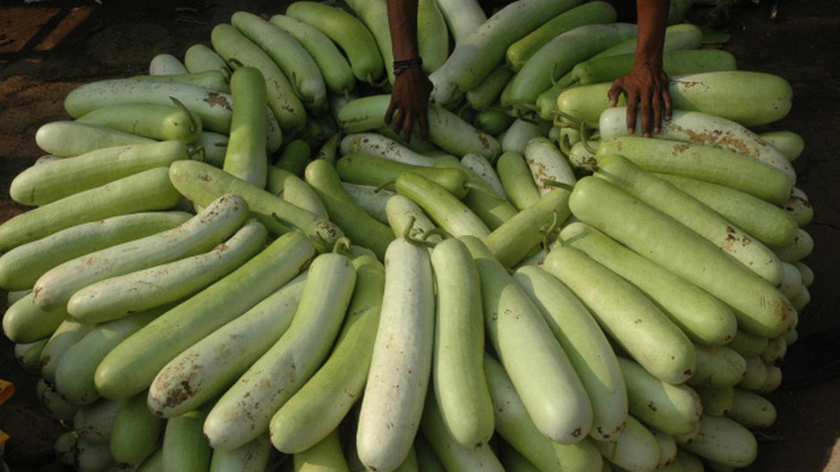 Gourd of goodness The Hindu