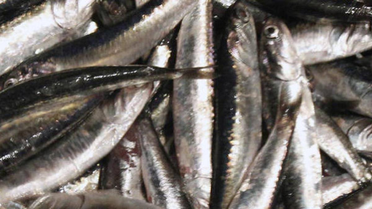 Protein power The Hindu