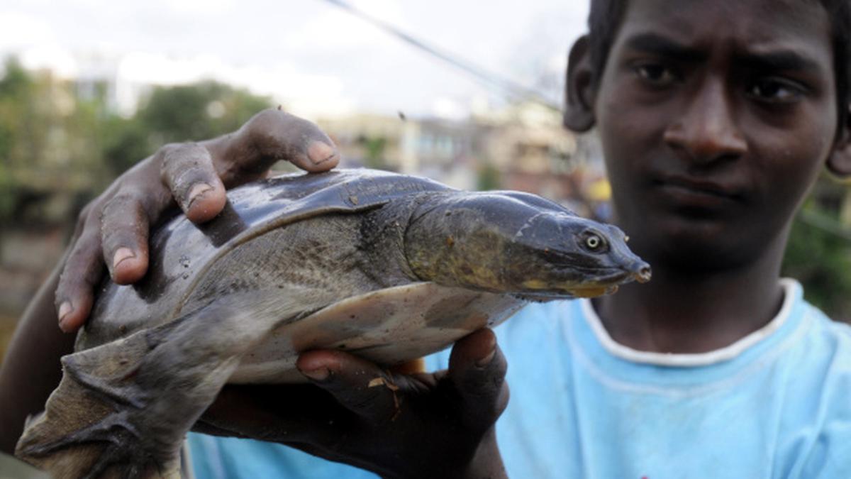 Andhra Forest Department has its hands full with turtle conservation ...