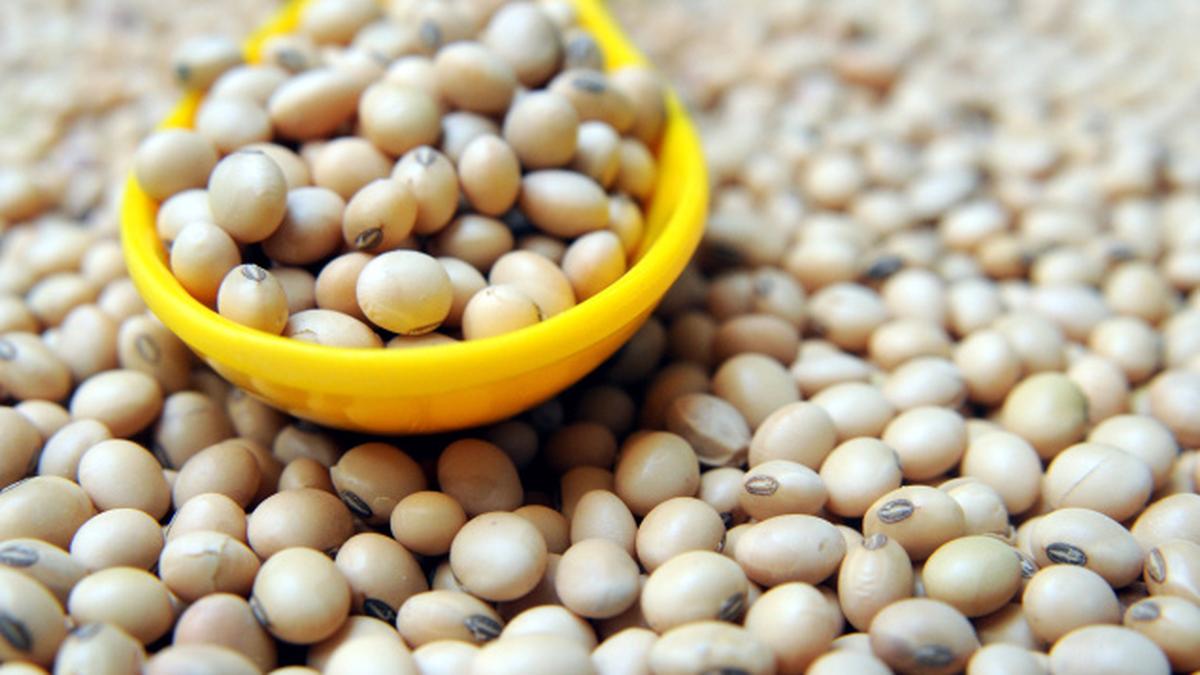 Soybean plants at Chernobyl produce fertile seeds The Hindu