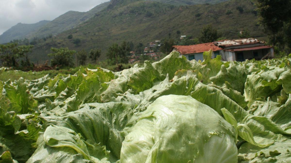 Lettuce, the Nilgiris and McDonald’s The Hindu