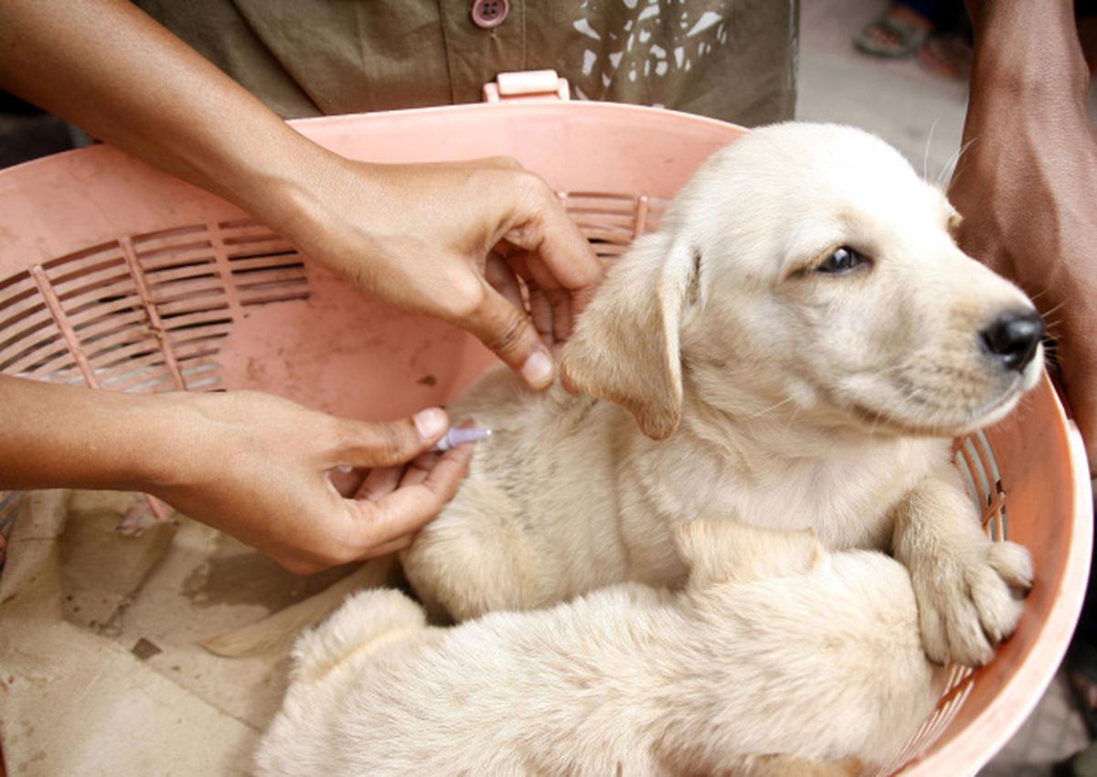 Rabies from petting store dog