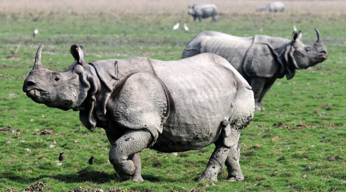 The twin threat to Kaziranga rhinos - The Hindu