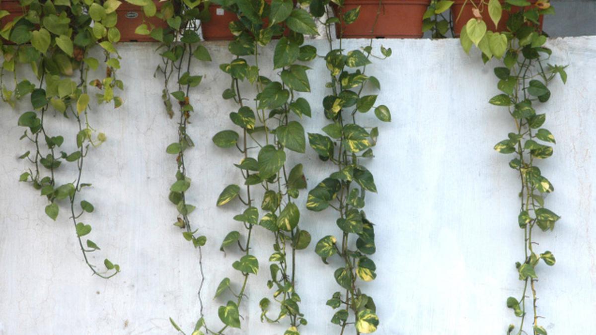 Cool creeper The Hindu