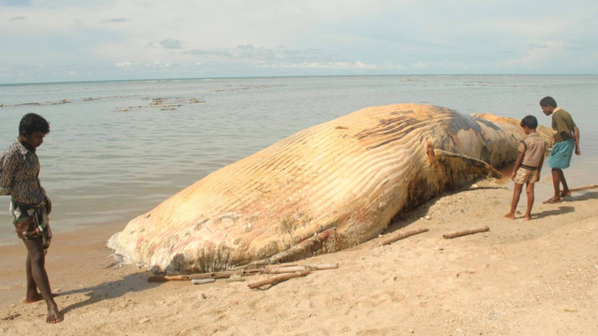 Whale, dugong washed ashore - The Hindu