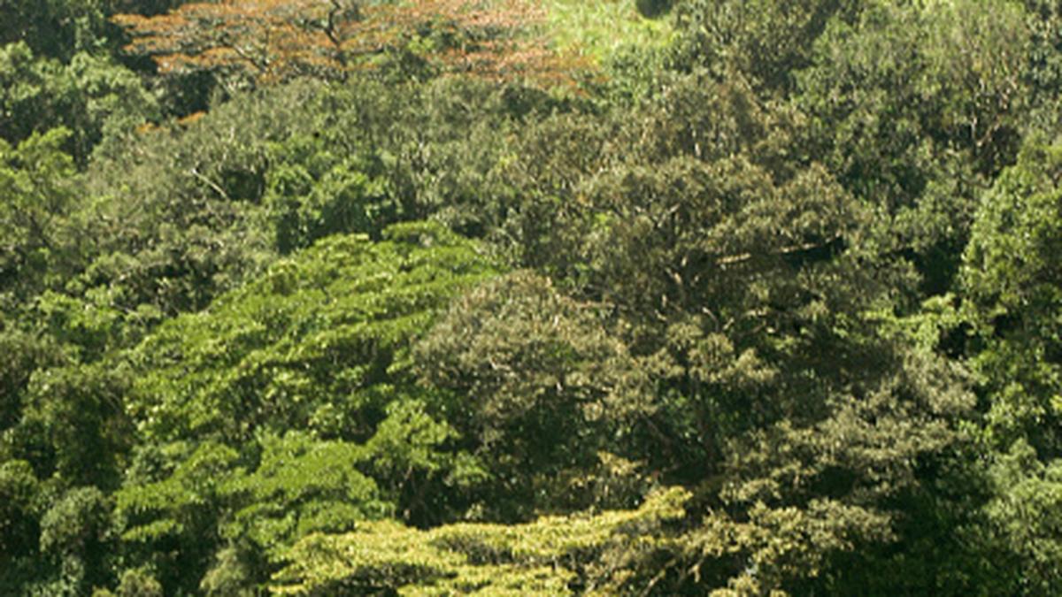 Silent Valley buffer zone to be made wildlife sanctuary The Hindu