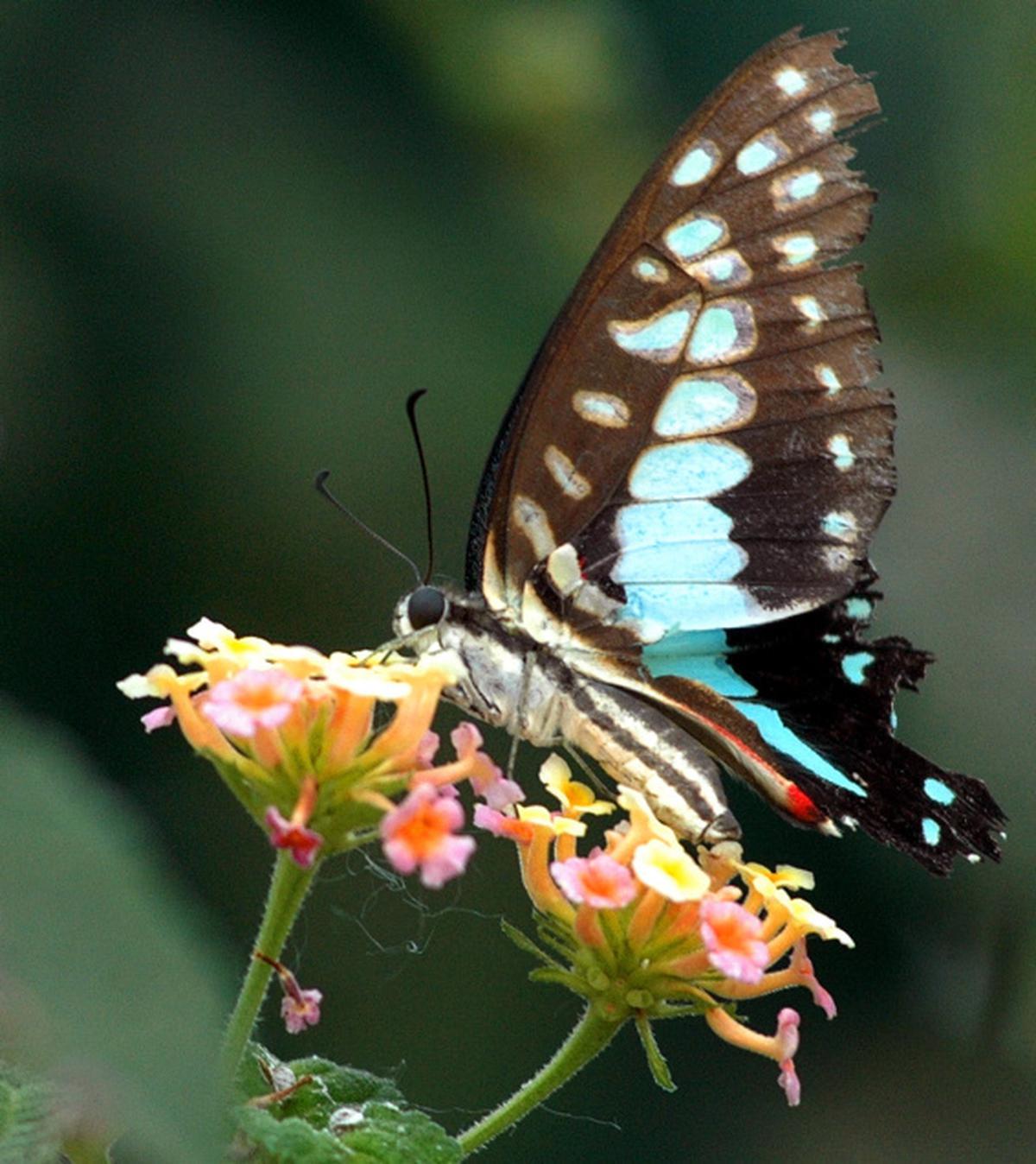 CAMPUS BIODIVERSITY: Blue Jays