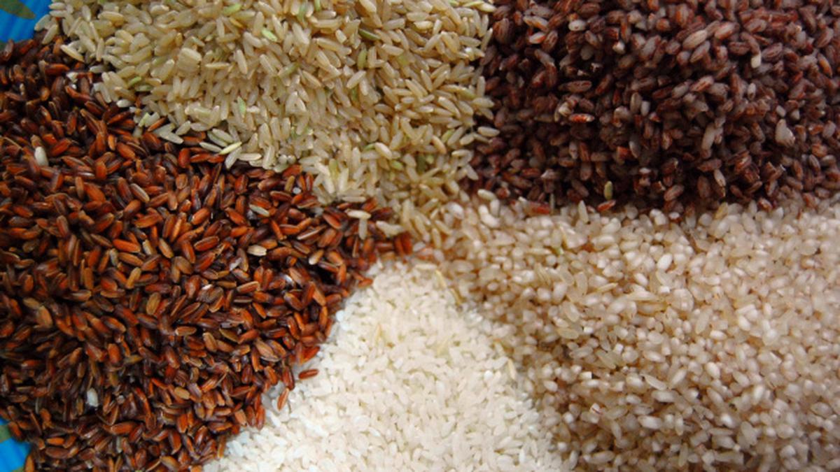 Study shows large differences in nitrogen efficiency of Indian rice varieties