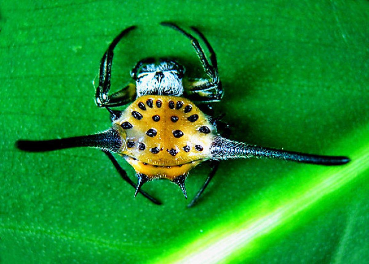 Researchers identify rare species of spiders - The Hindu