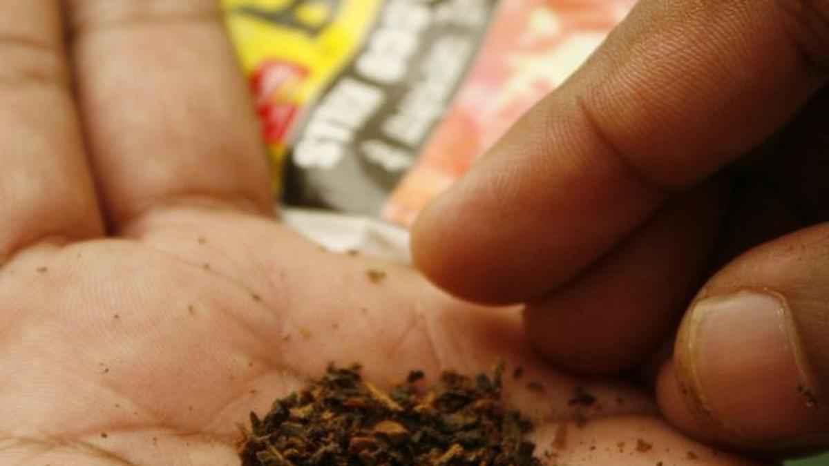 206 million Indians use smokeless tobacco study The Hindu