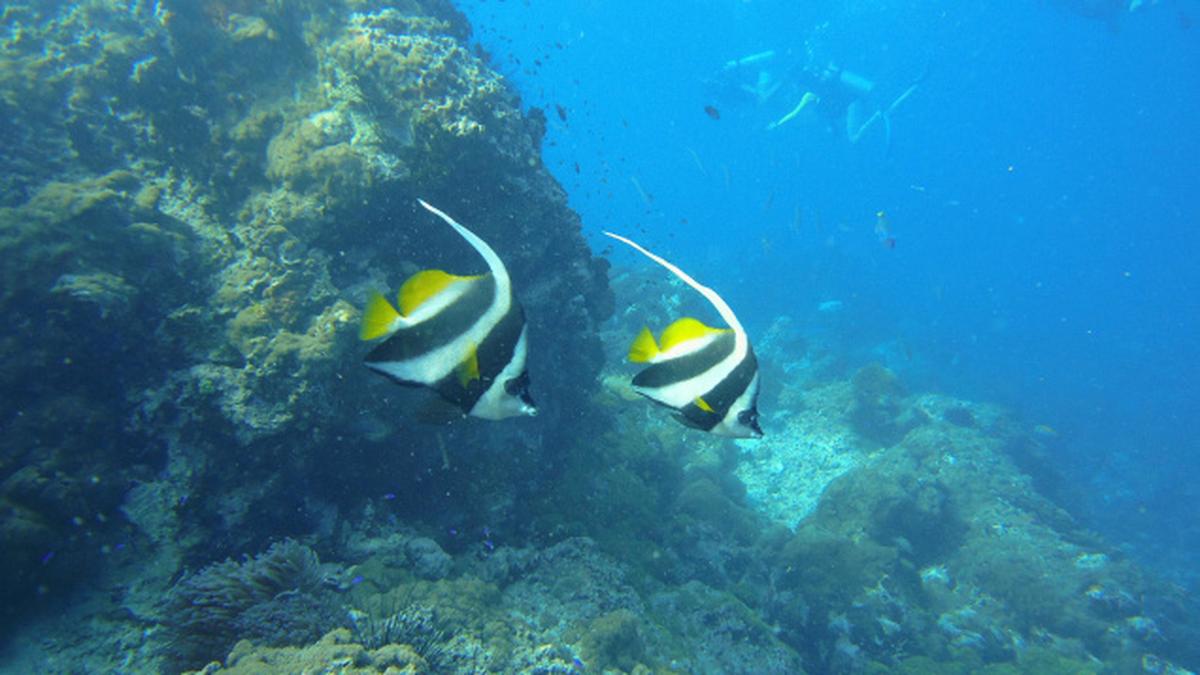 The underwater rave - The Hindu