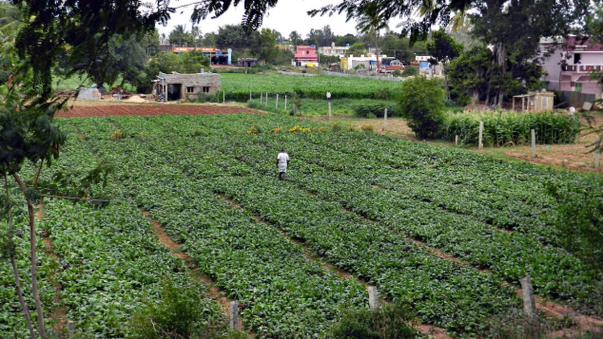 Indian farm worker dies in Italy without medical help after arm severed by machine