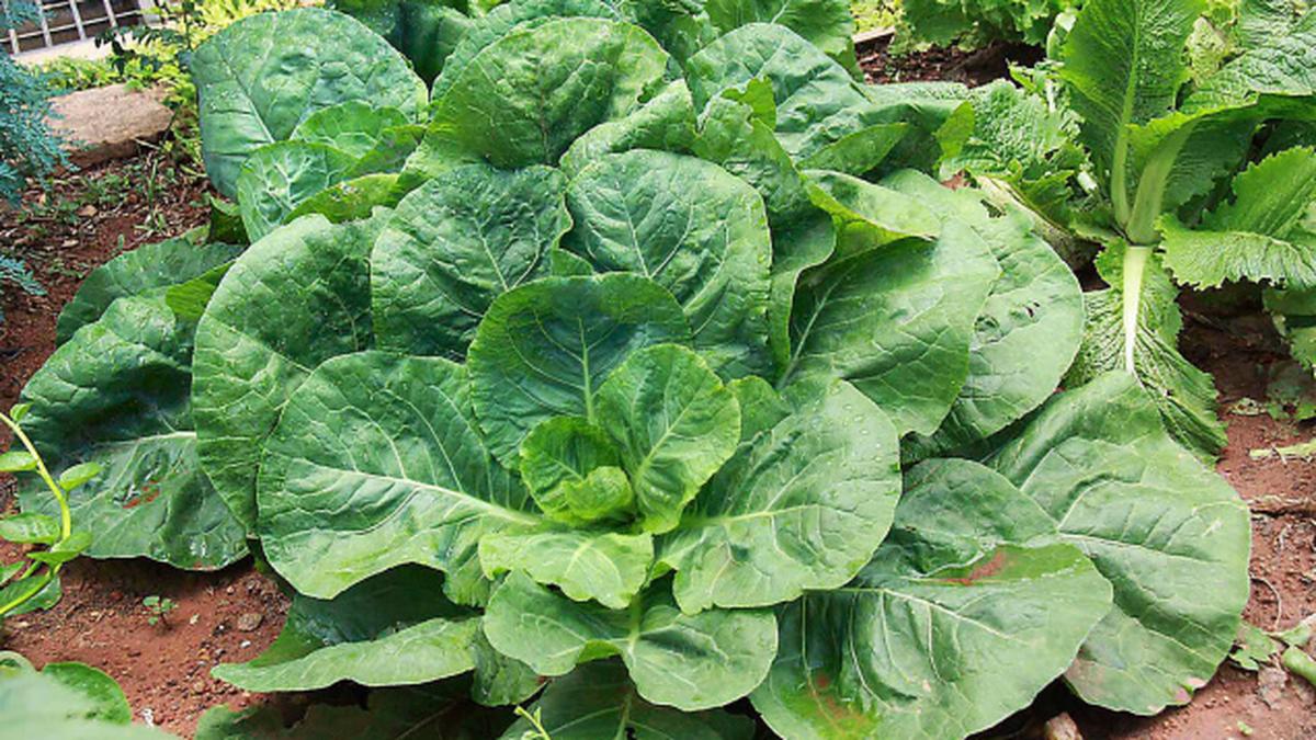 Cabbage’s cousin is easy to grow The Hindu
