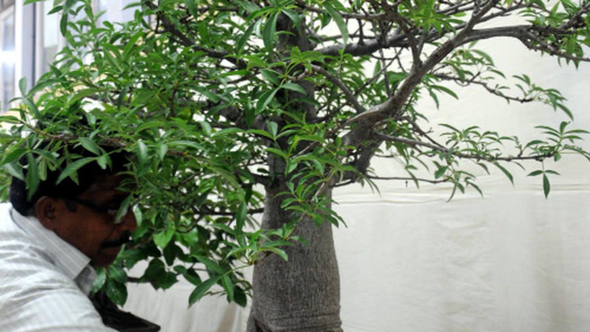 Exploring new lows in bonsai Thiruvananthapuram Latest News