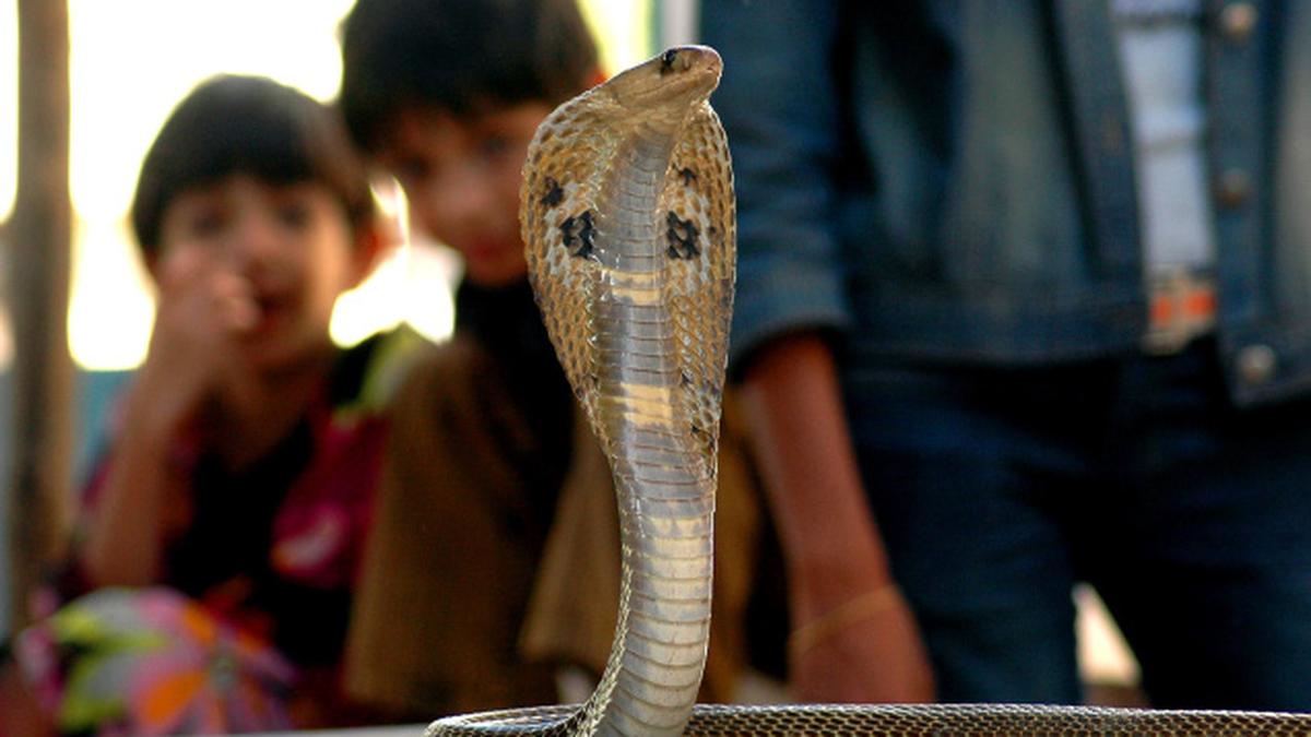 A session with snakes The Hindu