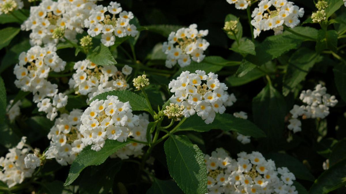 A hardy and popular ornamental shrub The Hindu