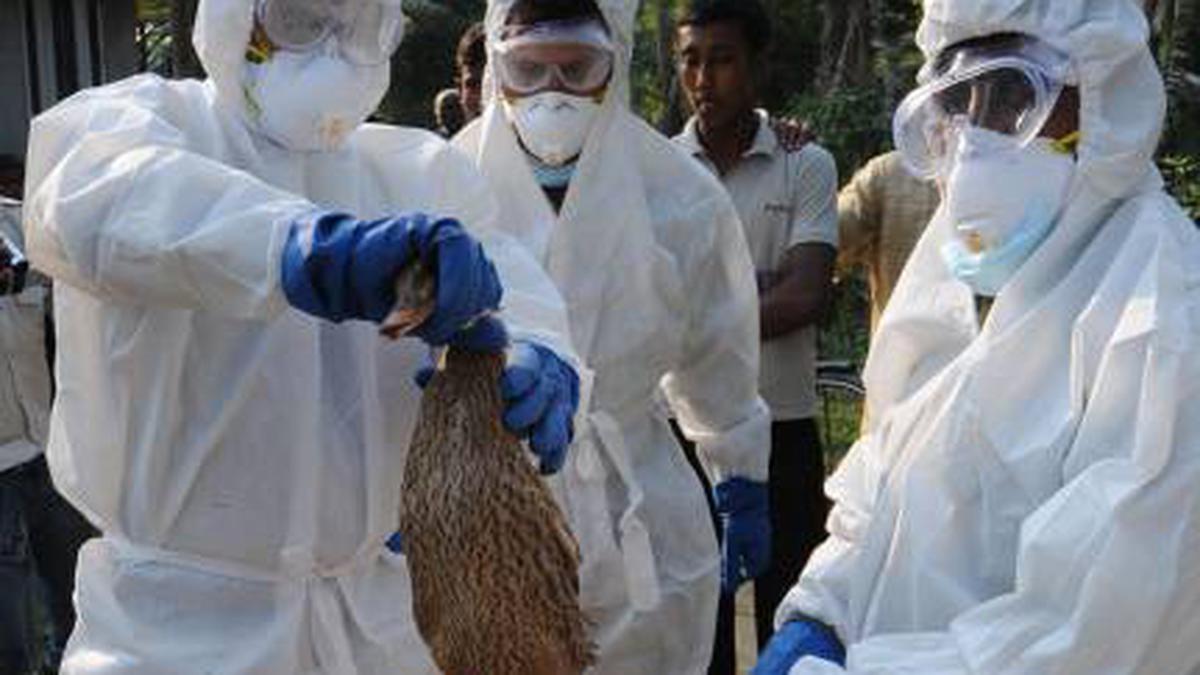 Bird flu viruses have potential to cause a ‘human pandemic' The Hindu