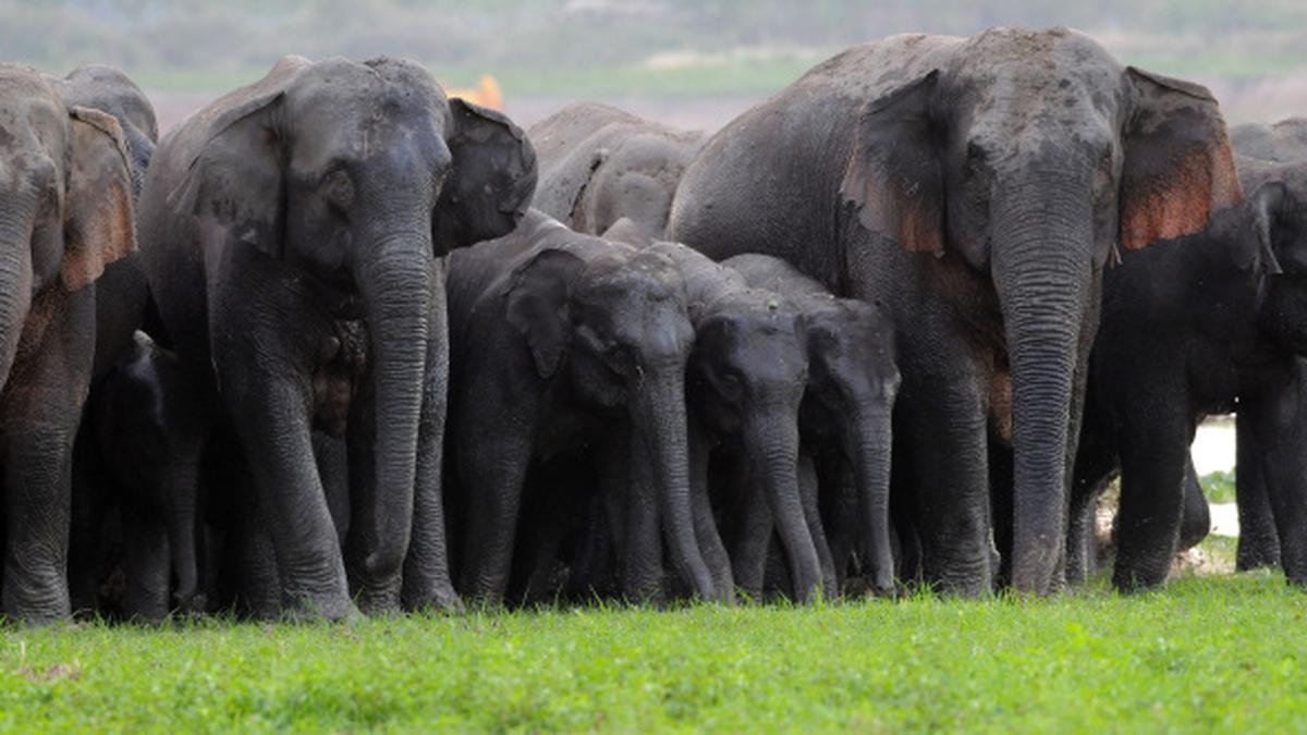 Is wildlife on the rise? Actually, it's dwindling - The Hindu