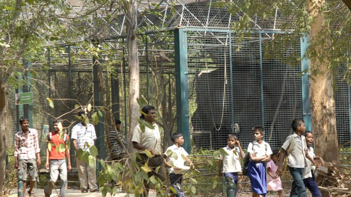 A visit to Vandalur Zoo The Hindu