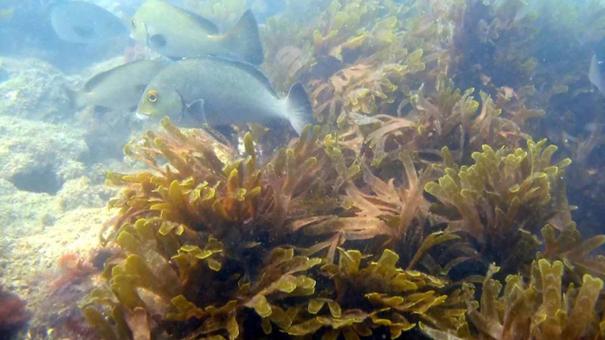 Seaweed chemical can help treat arthritis, say scientists The Hindu