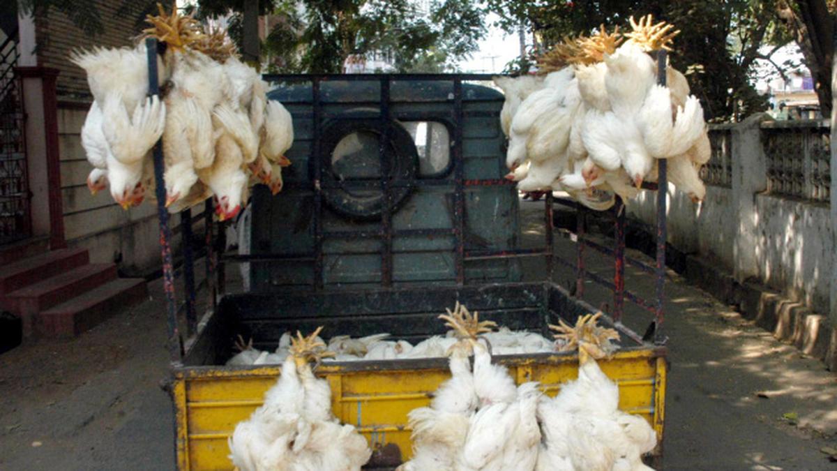 Price of broiler chicken shoots up The Hindu