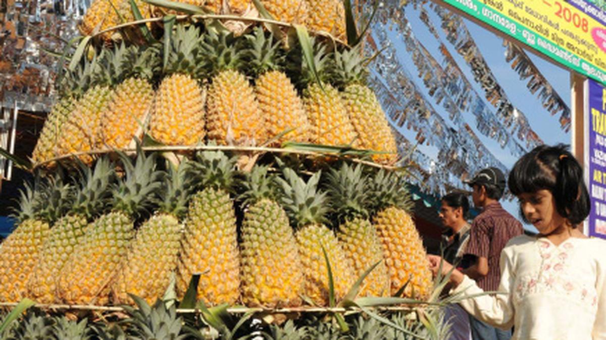 Kerala pineapple farmers look to Sri Lanka The Hindu