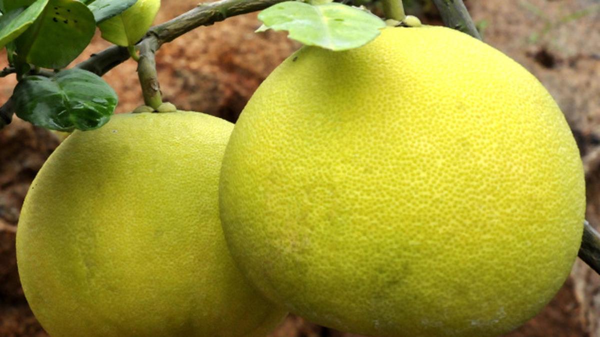 Go for grapefruit The Hindu