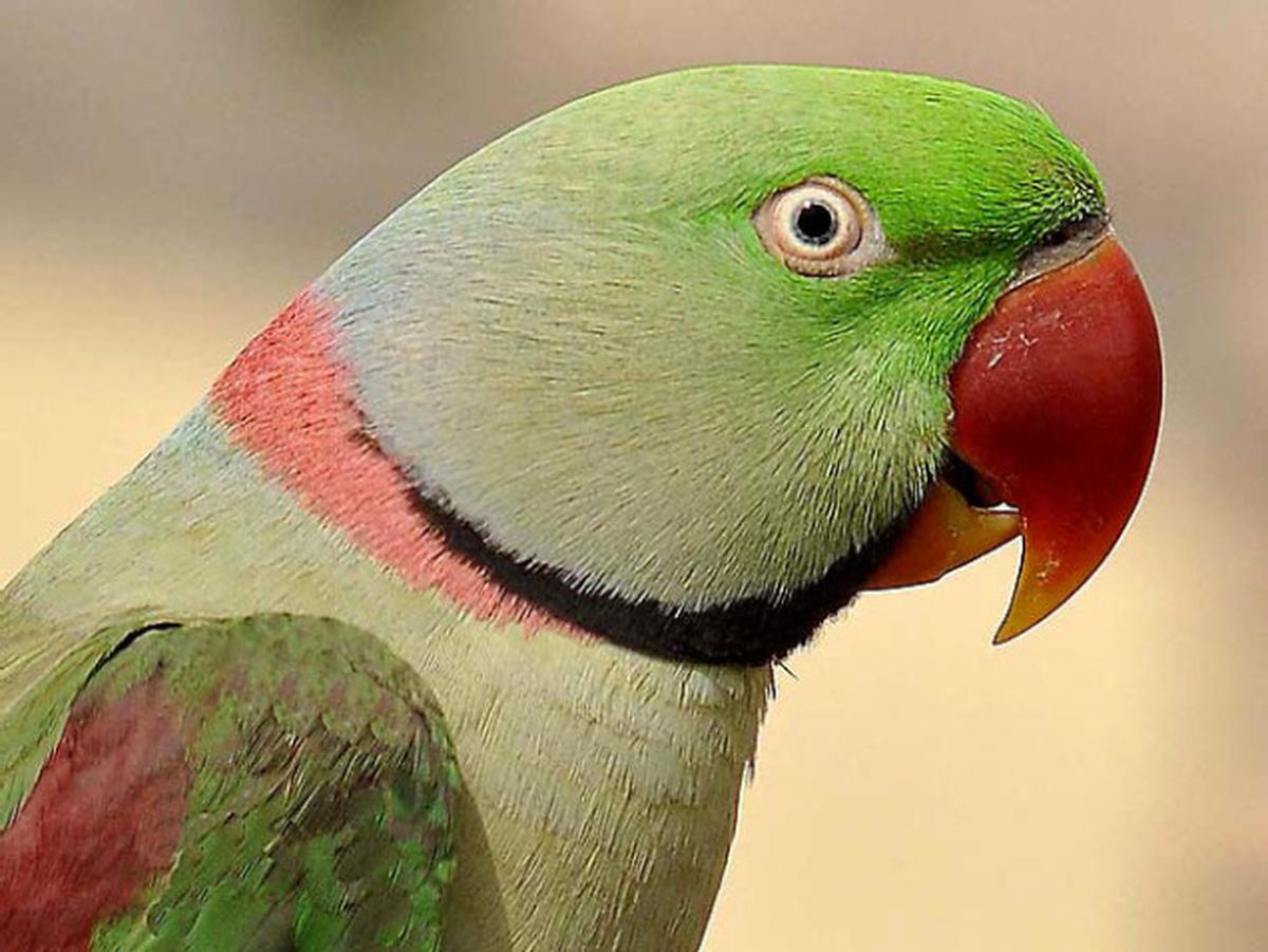 Large 2024 indian parakeet