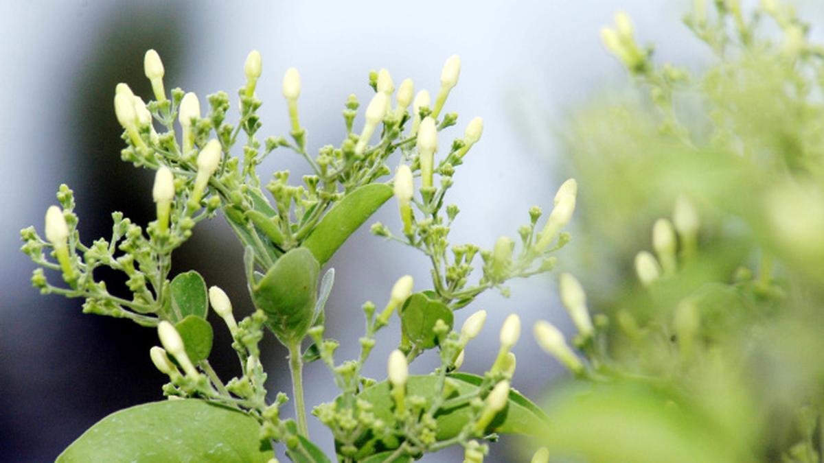 Flowering varieties in climbers The Hindu