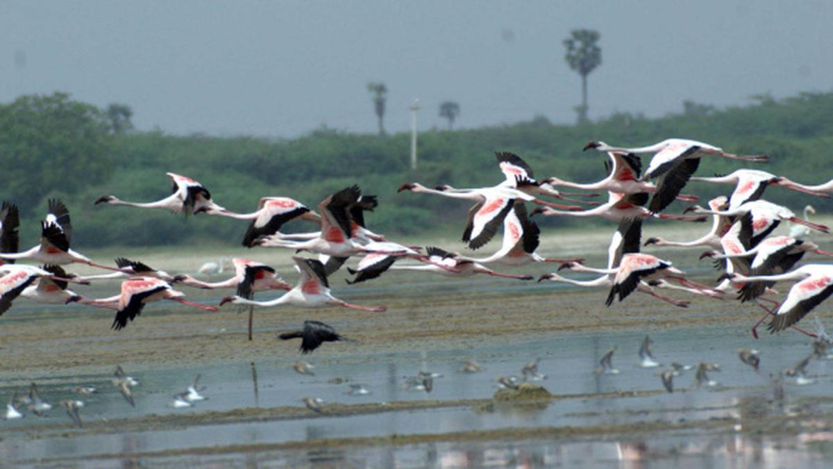 All eyes on Pulicat restoration project