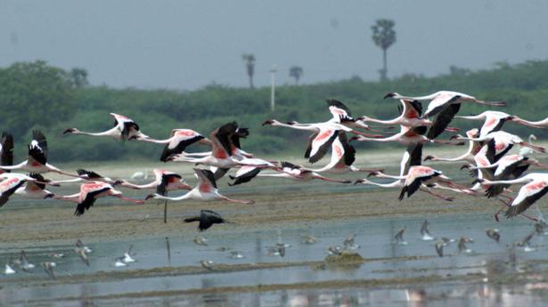 All eyes on Pulicat restoration project