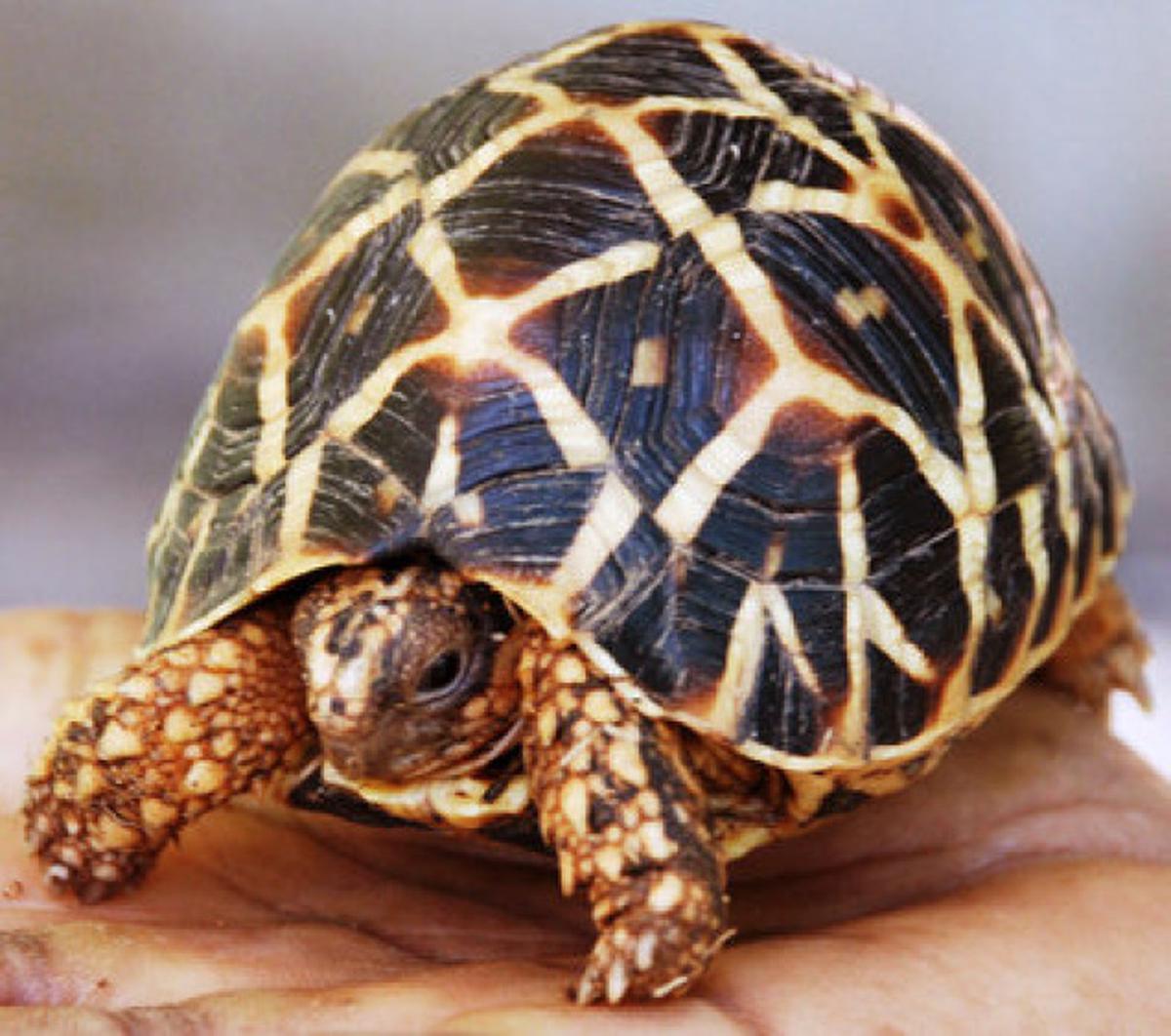 Scientists called in to reinstate rescued Star tortoises - The Hindu