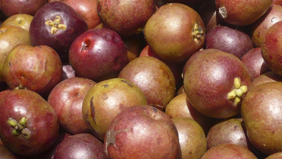 Kokum keeps you cool The Hindu