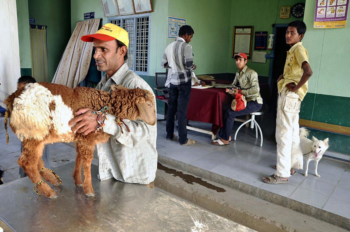 Narayanguda sales dog hospital