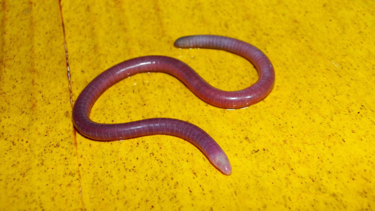 New Species Of Caecilian Amphibian Reported From Kerala - The Hindu